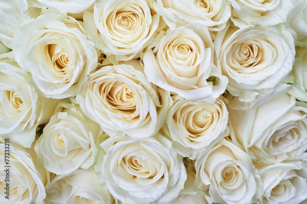 Obraz White roses background