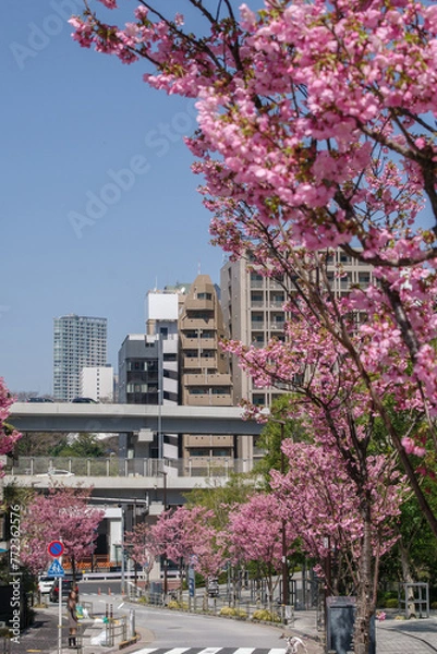 Fototapeta 東京六本木三丁目なだれ坂の桜