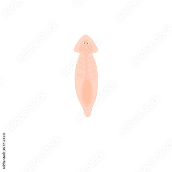 Fototapeta Planarian Flatworm Illustration 