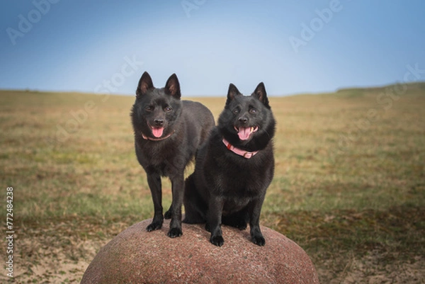 Obraz Two black dogs