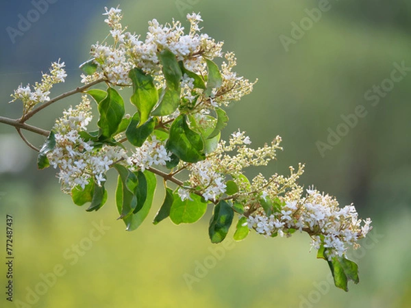 Fototapeta details of flowering tree branch with blurred background