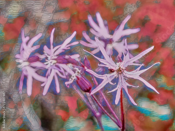 Fototapeta wild flower in pink tones, with a blurred background