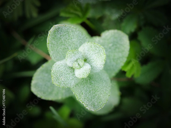 Fototapeta wild plant in green tones with a blurred green background