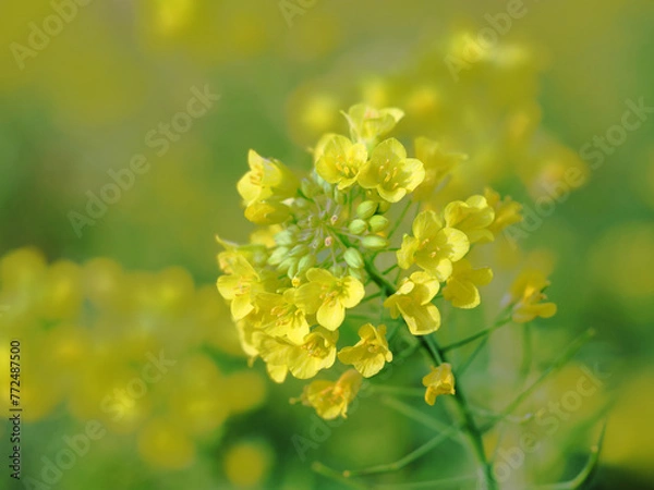 Fototapeta wild flower yellow tones, with a blurred background