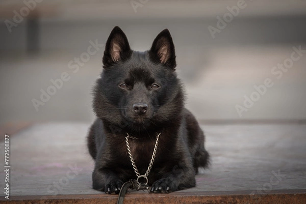 Obraz Black dog laying down