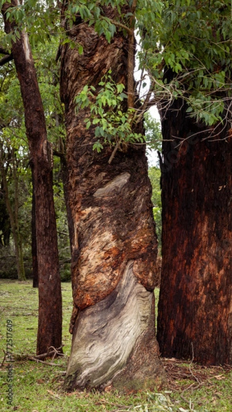 Obraz trees in the forest