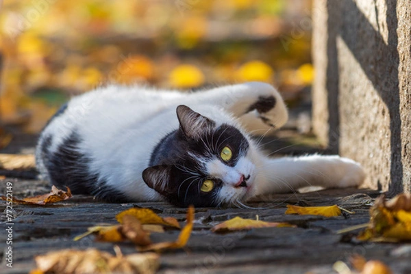 Obraz Cat laying down with autumn colours