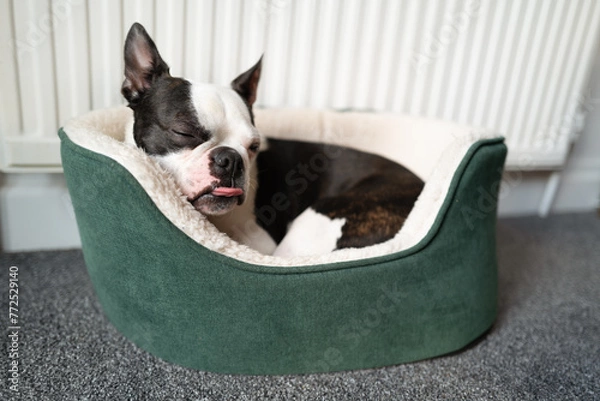 Fototapeta Boston Terrier dog curled up in a small green dog bed in front of a radiator. She has her tonue out slightly.
