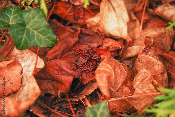 Fototapeta Group of firebugs on dry leaves. Lots of Pyrrhocoris apterus insects.