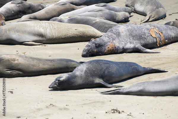 Fototapeta Elephant seals laying on a sand beach
