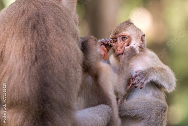 Obraz Monkey siblings playing
