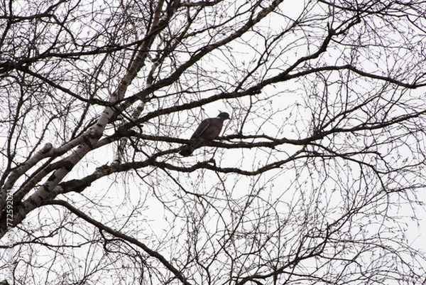 Fototapeta bird on tree