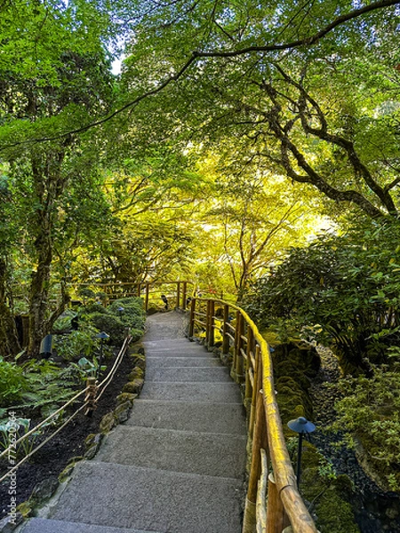 Obraz Rainforest walkway at Dusk