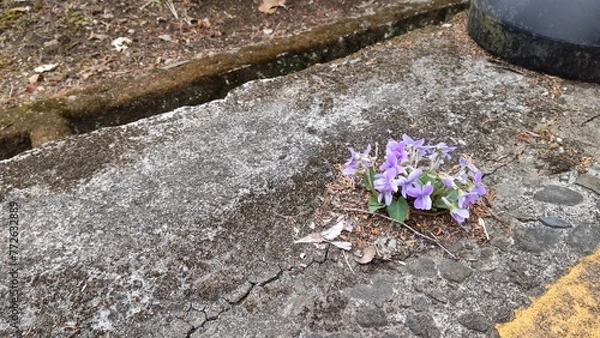 Obraz コンクリートで咲くスミレ