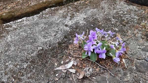 Obraz コンクリートで咲くスミレ