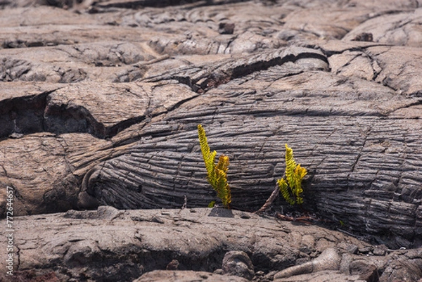 Obraz lava mauna loa