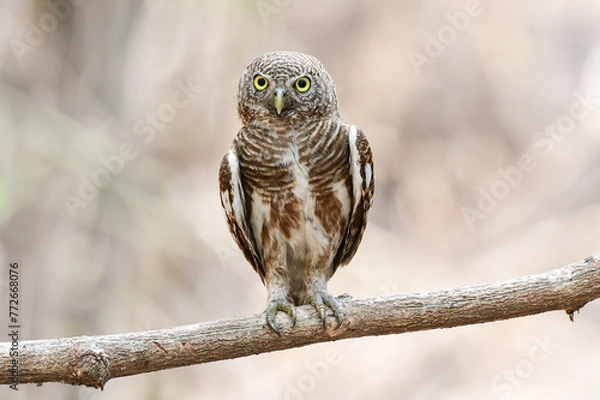 Fototapeta Spotted owlet perched on a branch of tree in the forest.