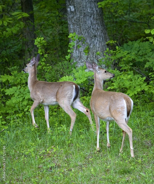 Fototapeta prancer and dancer