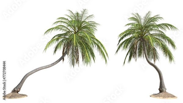 Fototapeta Tilted coconut palm tree on transparency background .