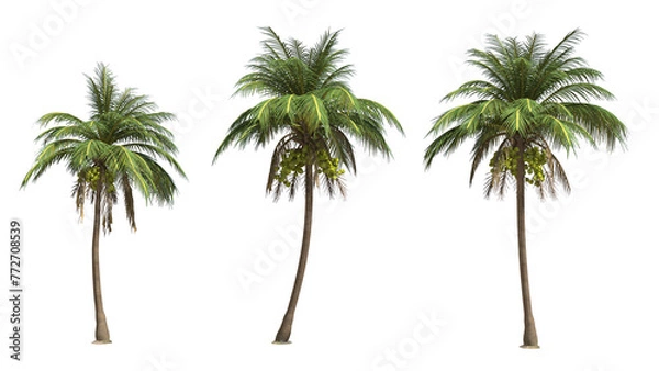 Obraz Coconut palm tree on transparency background .