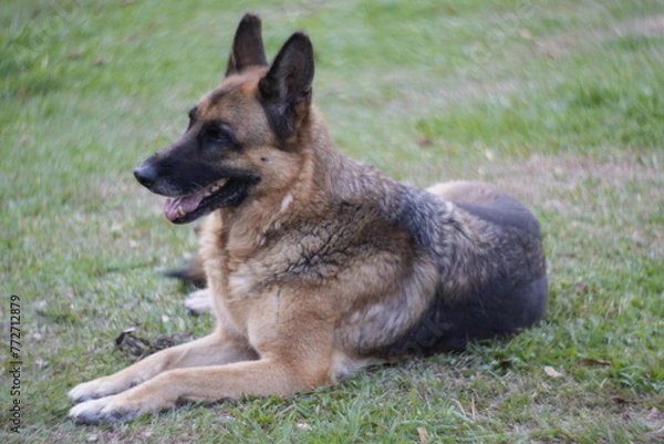 Fototapeta german shepherd dog on grass