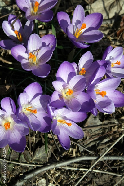 Obraz Crocuses Blooming in a Spring woodland setting