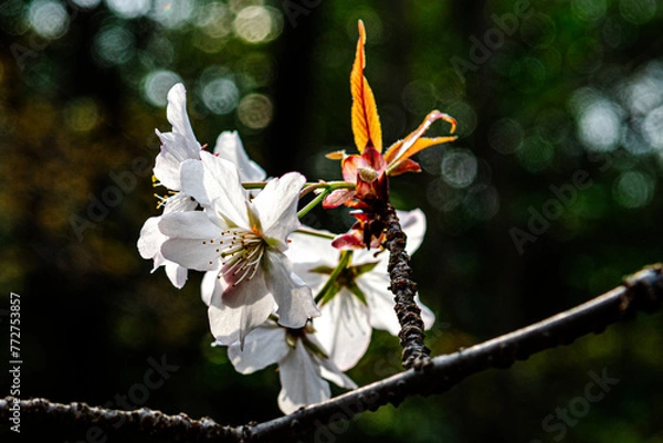Fototapeta 桜開花