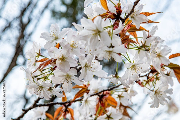 Fototapeta 桜開花