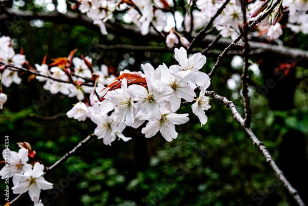 Fototapeta 桜開花