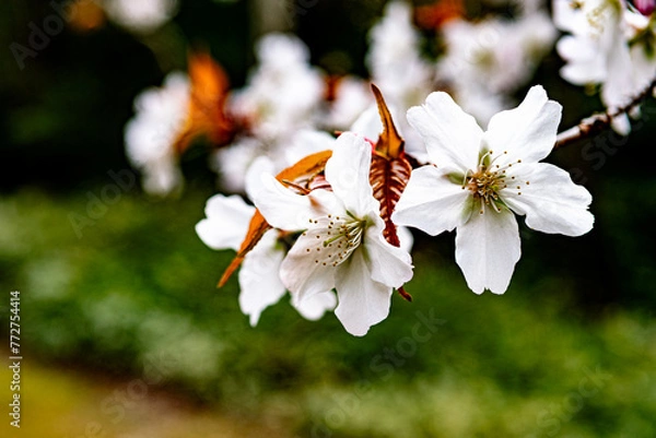 Fototapeta 桜開花