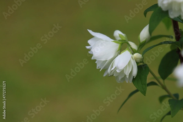 Obraz Blooming jasmine bush.