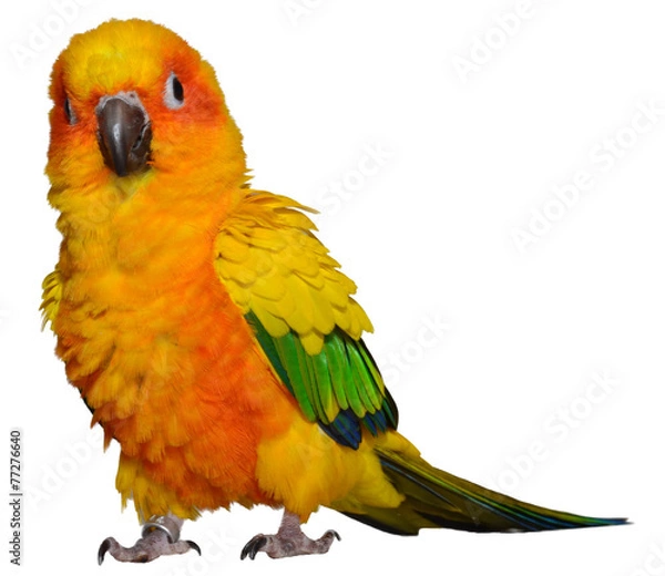 Obraz Sun Conure