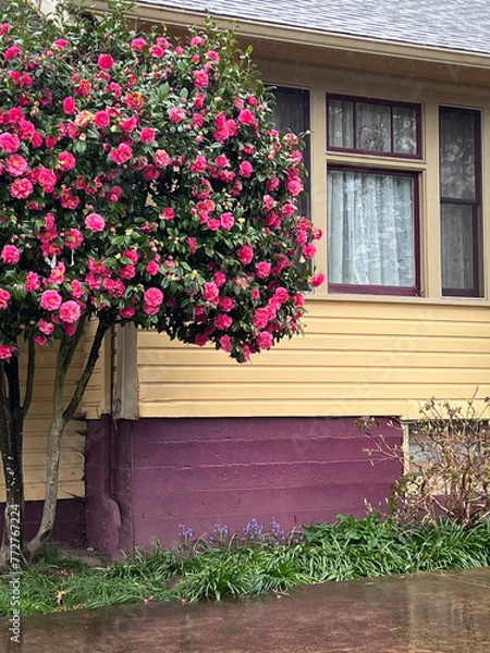 Fototapeta A colorful view with a tall camellia bush with hot pink blooms against a yellow and purple house 