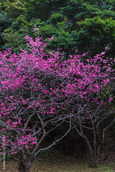 Fototapeta さくら咲く