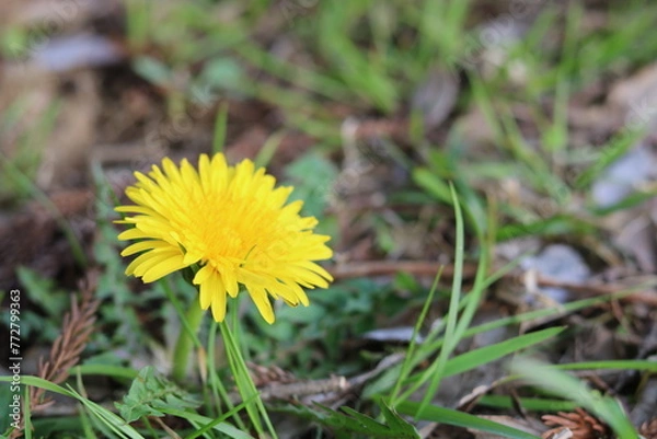 Fototapeta Yellow dandelion growing in a field