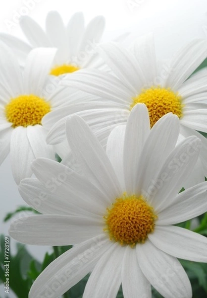 Obraz white spring marguerite