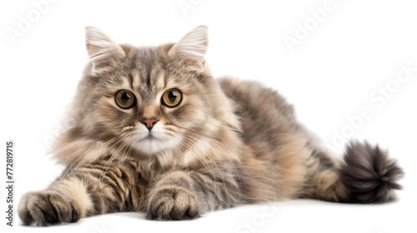 Fototapeta Elegant British Longhair Cat Gazing Serenely - Portrait Study Generative AI