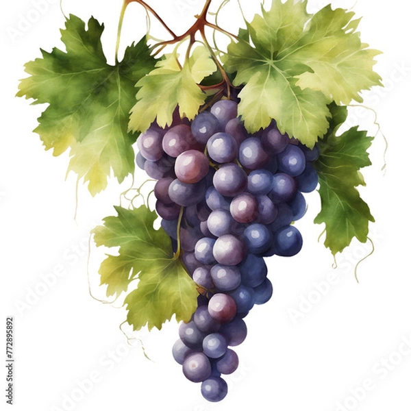 Fototapeta A ripe bunch of grapes hangs from a green vine in a vineyard