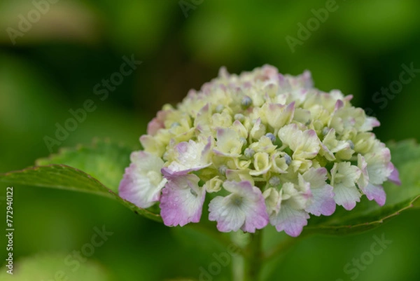 Fototapeta 綺麗なアジサイの花