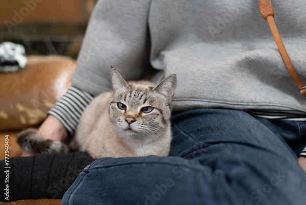 Obraz 飼い主に寄り添う猫　シャムトラ猫