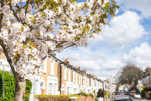 Obraz Flowers on trees in the Spring