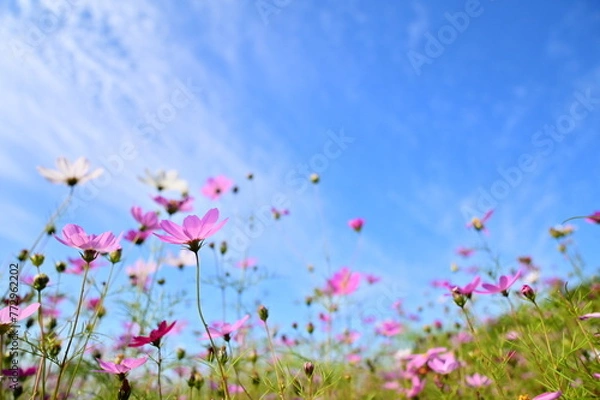 Fototapeta Pink cosmos bathe in a cerulean sky, symbolizing hope and innocence.  A scene of nature's harmony and beauty.