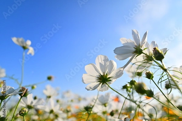 Fototapeta White cosmos bloom in a vast sea beneath a cerulean sky. Like an idyllic painting, the scene inspires hope and tranquility.