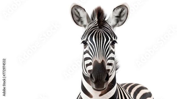 Obraz Zebra standing against black and white striped background