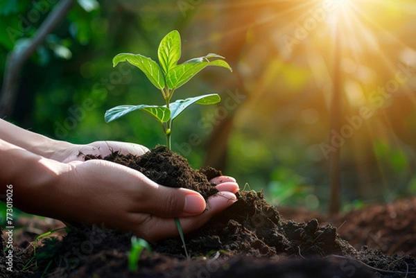 Fototapeta hands holding seedling