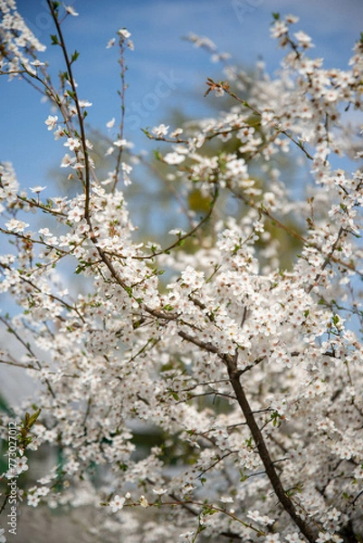 Obraz blossom in spring