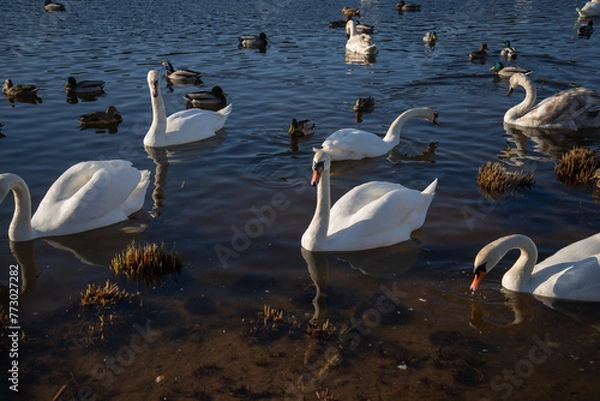 Obraz swans on the lake