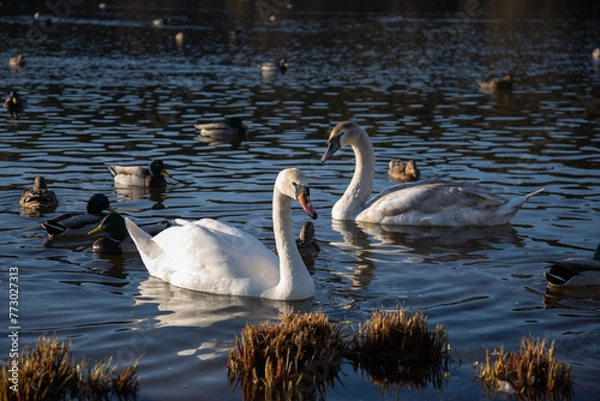Obraz swans on the lake