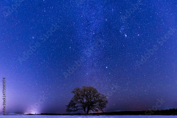 Fototapeta 星空とハルニレの木