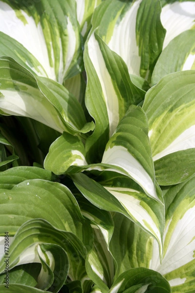 Obraz Hostas - Green and White Striped